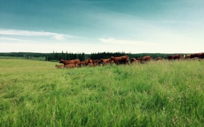 Living Organism Employees I: Stocking Rates, Stock Density, Animal Impact: Tool #2 | Regenerative Grazing Series