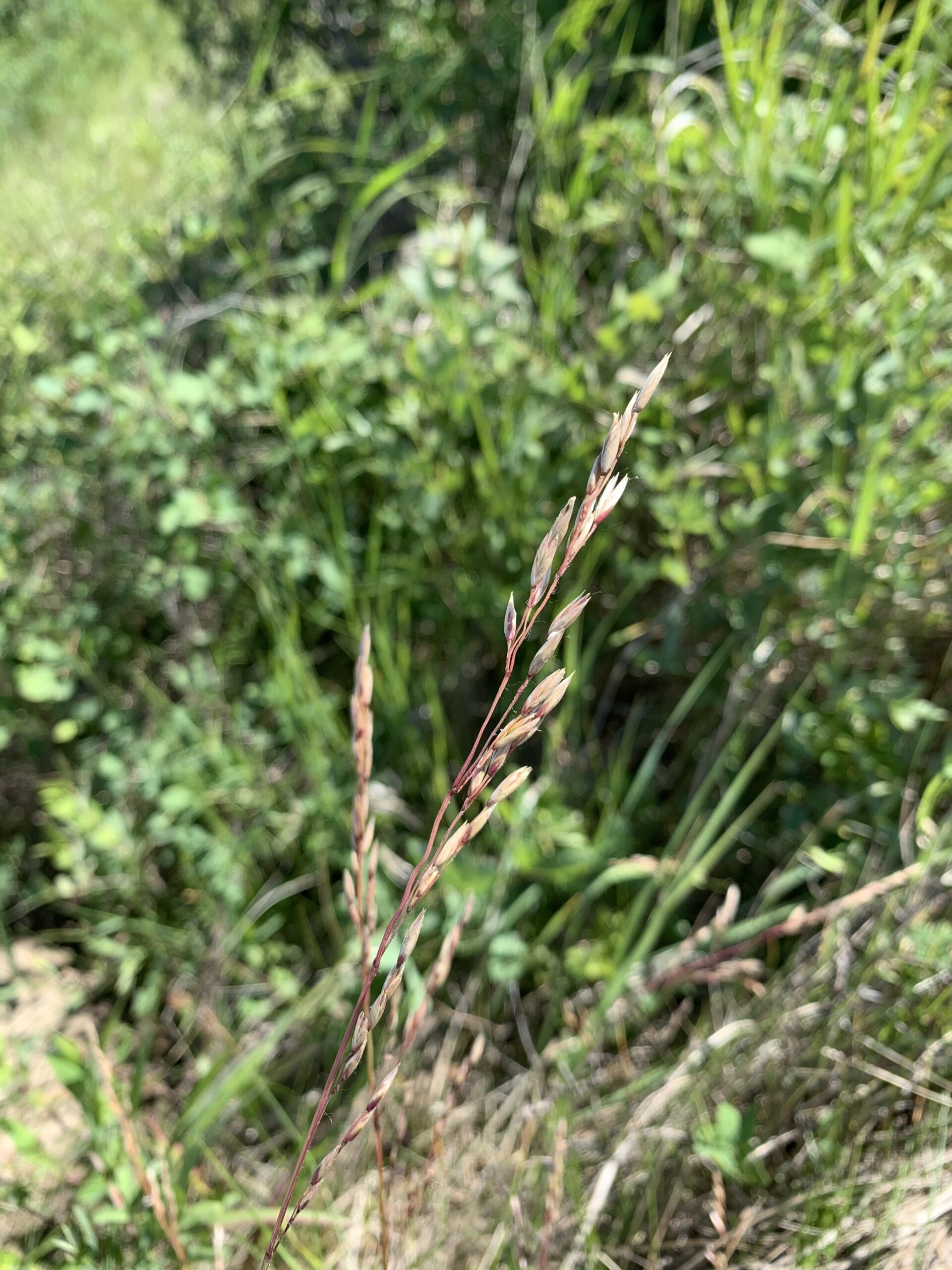 Rough Fescue: Provincial Grass of Alberta