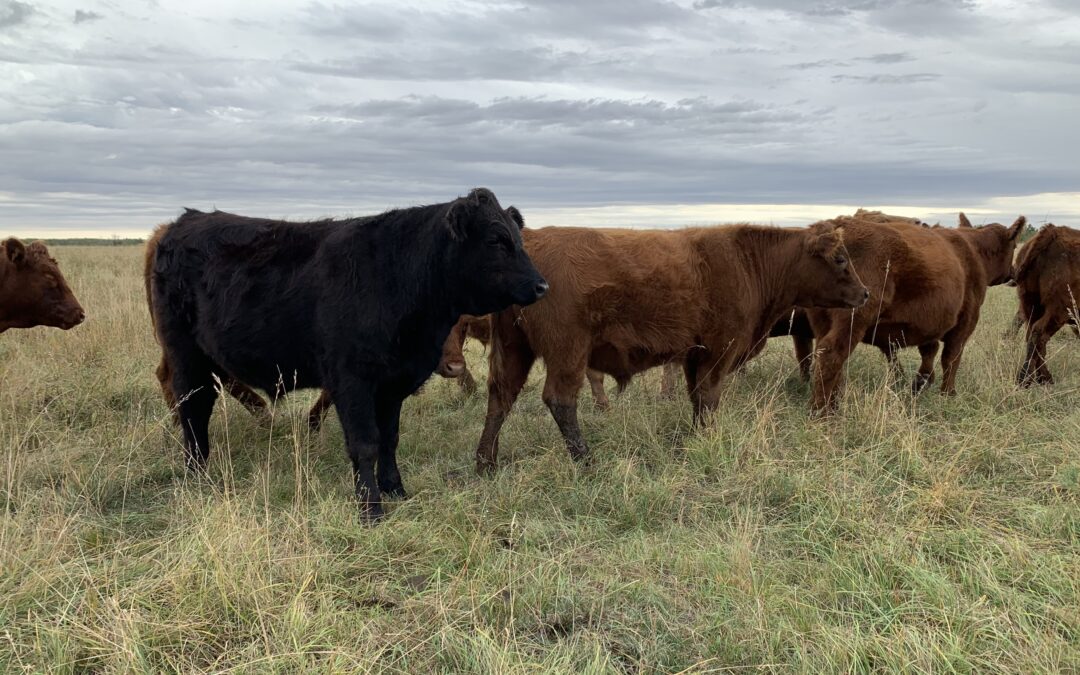How to Create a Grazing Plan I: Goals & Context