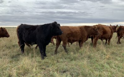 How to Create a Grazing Plan I: Goals & Context